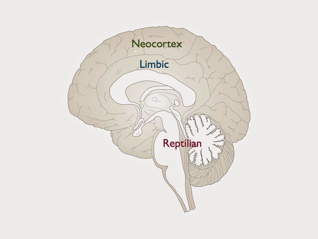 Рептильный мозг человека. Неокортекс. Limbic мозг. Системы мозга неокортекс. Новый мозг неокортекс.